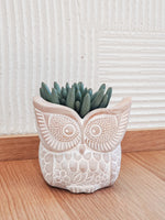 Load image into Gallery viewer, Terracotta Pot - Big Eye Owl
